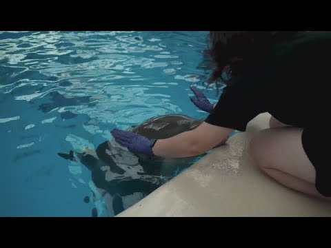 Brookfield Zoo Debuts "Dolphin Discovery" Show – YouTube
