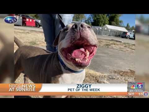 Pet Talk: Ziggy – YouTube