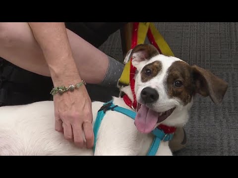 Pets on Set: Bugsy – YouTube
