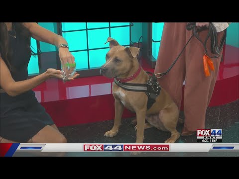 Pet of the Week: Ryker the Pit Mix – YouTube
