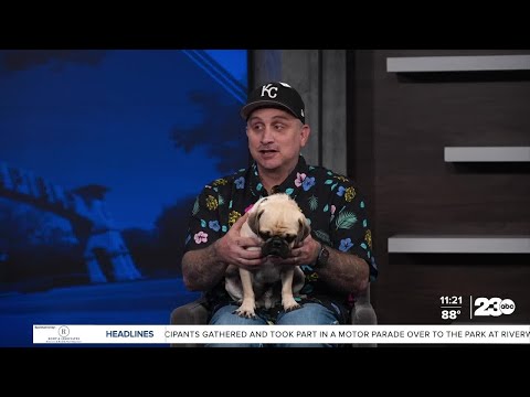 Wag Wednesday: Meet Vito the Pug! – YouTube