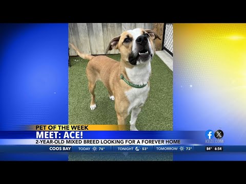 Pet of the Week: Ace – YouTube