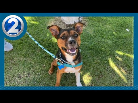 Playful, affectionate Cedar needs a new ʻohana – YouTube