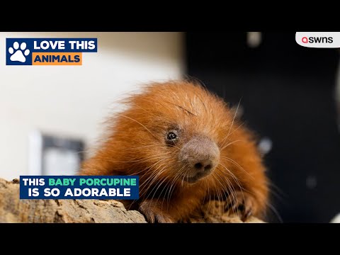 This baby porcupine is so adorable!! | LOVE THIS! – YouTube