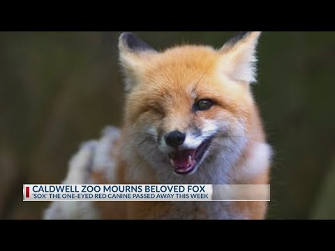 Beloved Red Fox 'Sox' passes away at Caldwell Zoo – YouTube