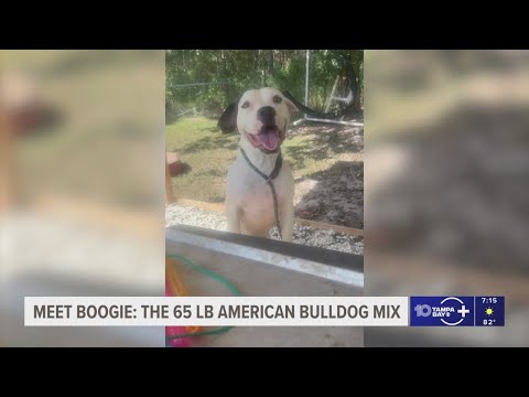 Adopt Boogie, the American Bulldog mix in Pinellas County – YouTube