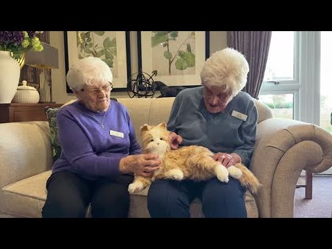 Care home residents given robot dogs to tackle loneliness | SWNS – YouTube
