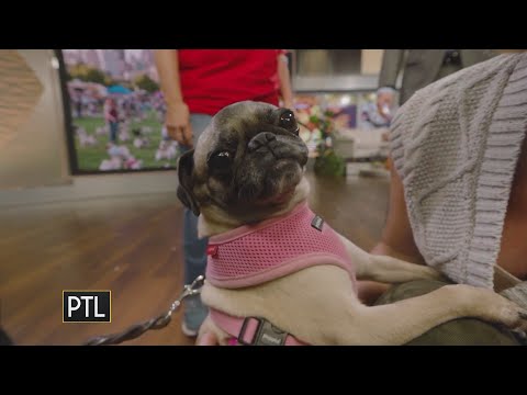 Pugfest returns to Pittsburgh! – YouTube