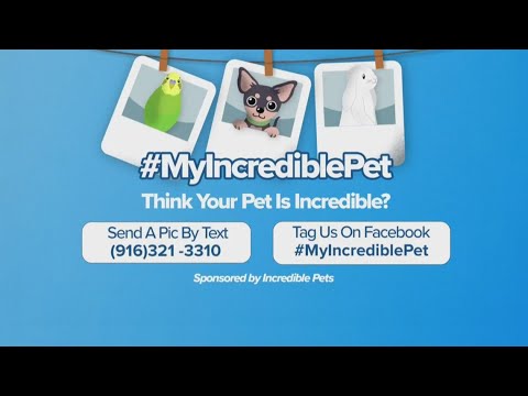 Think Your Pet Is Incredible? Send your pictures to us | Paw Pics – YouTube