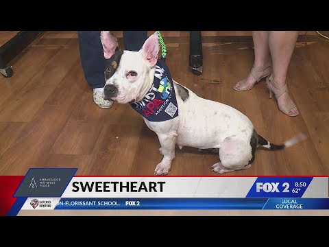 Pet of the Week: Sweetheart the Dog – YouTube