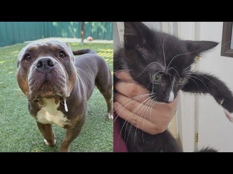 Perfect Pet: Meet Quavo and Domino! – YouTube