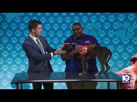 Broward County Animal Care hopes to find 'furever' home for Badger, other furry friends – YouTube