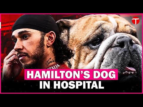 Lewis Hamilton asks fans to pray for dog Roscoe after pneumonia scare and hospitalisation