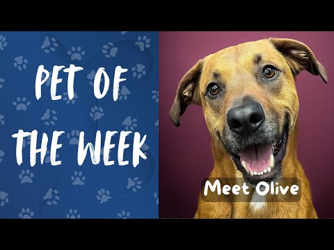 Pet of the Week: Meet Olive! – YouTube