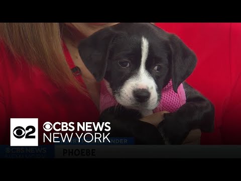 Furry Friend Finder: Phoebe – YouTube