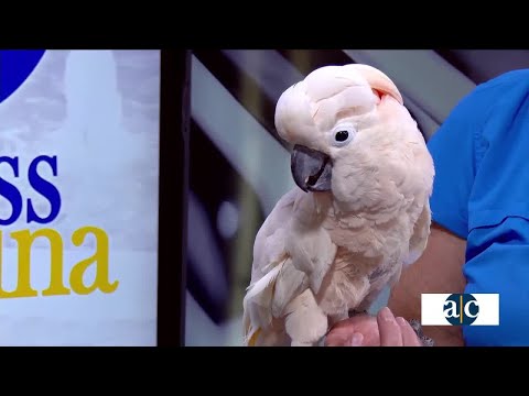 Beasts & Brews to support Safe Haven & Educational Adventures – YouTube