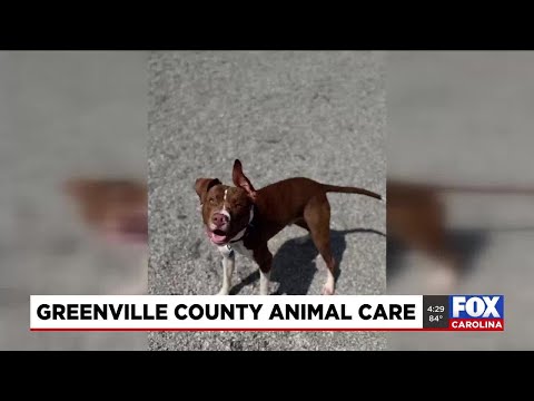 Four Legged Friends: Jerry – YouTube