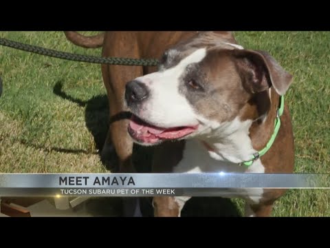Tucson Subaru's Pet of the Week: The confident girl Amaya – YouTube