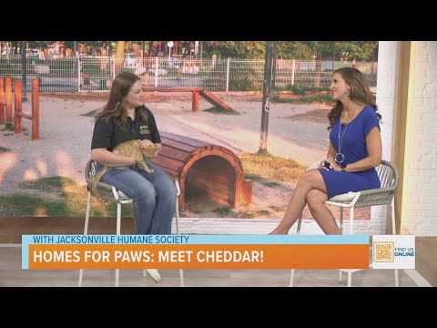 Homes for Paws | Meet Cheddar! – YouTube