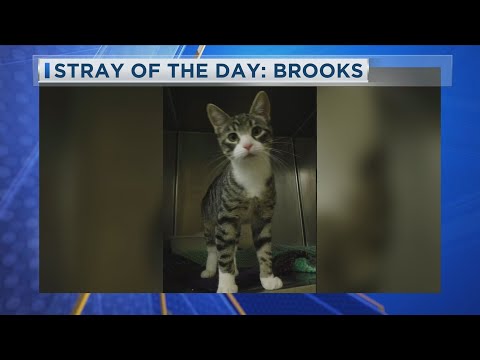 Stray Of The Day: Brooks 9-26-25 – YouTube