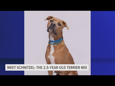 Adopt Schnitzel the terrier mix from the Humane Society of Tampa – YouTube