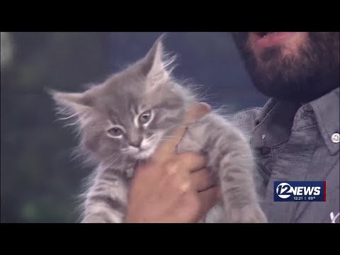 Pet Adoption Wednesday – YouTube