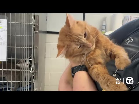 St. Clair County Animal Control says kittens recovering after being left in box – YouTube