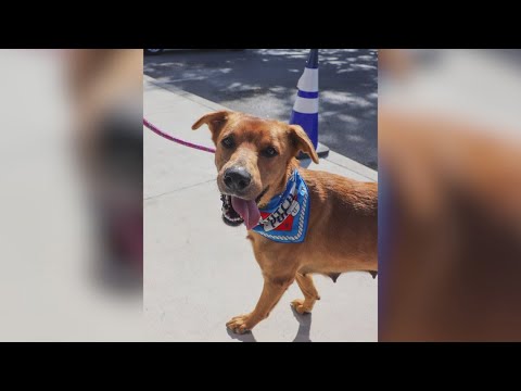 PET OF THE WEEK: Savannah, an energetic 3-year-old Retriever mix searches for a forever home