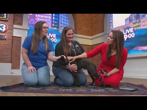 Playful Pup Elizabeth Needs a Forever Home – YouTube