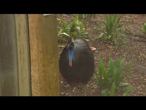 Zoo Day | Meet the cassowary – YouTube