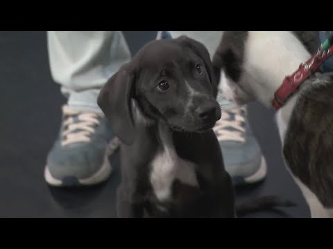 Adopt a Pet: Rescued Rascals – YouTube