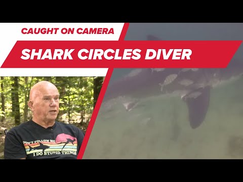 ON CAM: Scary Shark Moment on Vacation Dive – YouTube