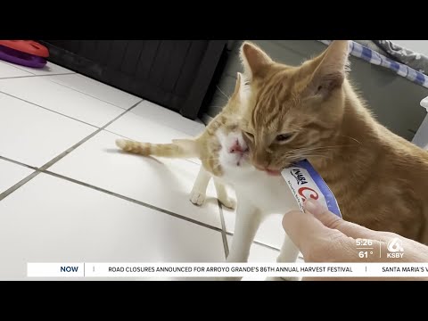 Pets of the week: Meet Sage and Oliver, a brotherly duo who love to cuddle – YouTube