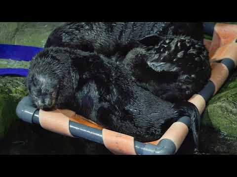Rescued sea otter makes friends at Shedd Aquarium in Chicago. – YouTube