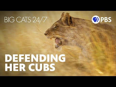 Fierce Lioness Saves Her Cubs Lives | Big Cats 24/7 – YouTube