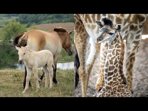 The Wilds celebrates rare births of 2 endangered species – YouTube