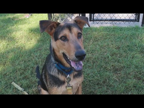 Meet Kodiak – Tailwaggers – YouTube