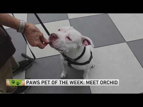 PAWS Chicago Pet of the Week: Orchid – YouTube