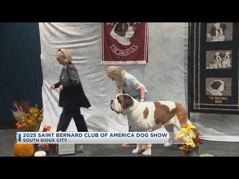 2025 Saint Bernard Club Of America Dog Show – YouTube