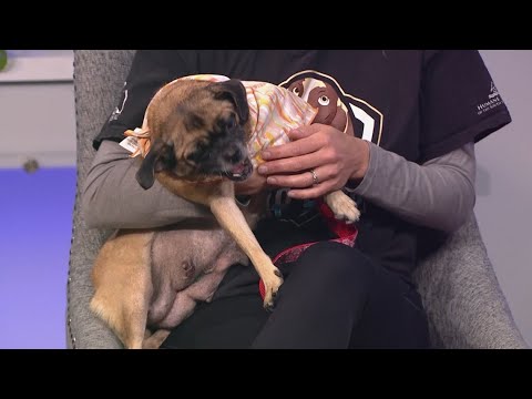 Lulu is a sweet, energetic pup looking for a forever home! – YouTube