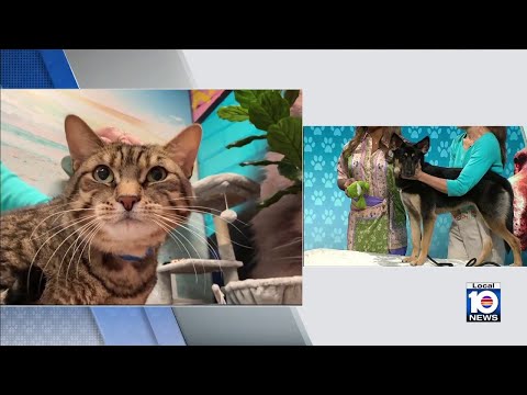 Humane Society of Broward seeks furever home for Reese's, other furry friends – YouTube