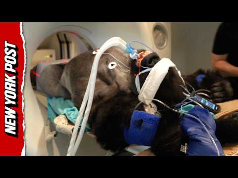 380lb Silverback Gorilla Undergoes CT Scan at London Zoo – YouTube