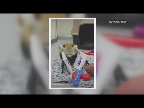 Red panda cubs from the Buffalo Zoo officially join Bills Mafia – YouTube