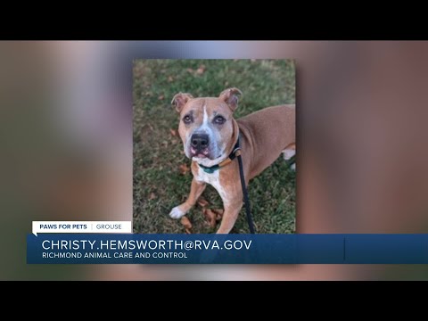 Paws for Pets: Grouse, a sweet, snuggly guy who loves to go for short walks – YouTube
