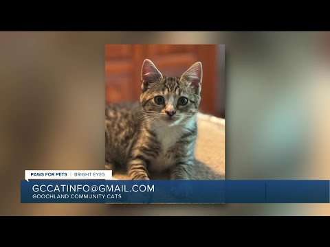 Paws for Pets: Bright Eyes, a petite kitten who is energetic & loves being held! – YouTube