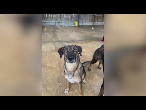 Fawna has been waiting four years to be chosen | Forgotten Friends – YouTube