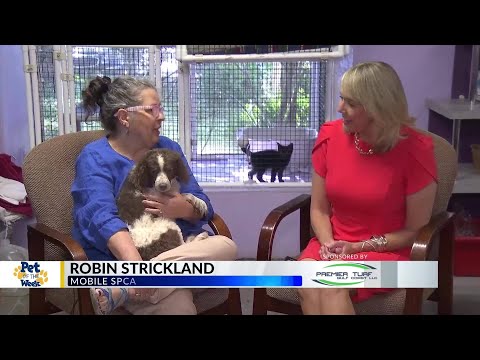 Pet of the Week: Beethoven, the Cock-a-Poo – YouTube