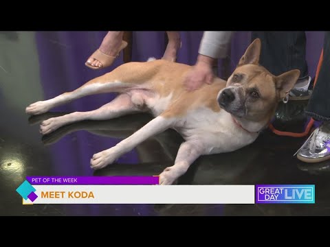 Pet of the Week: Meet Koda – YouTube