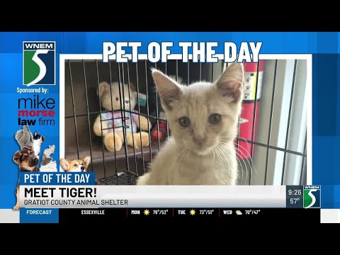 TV5 Pet of the Day: Meet Tiger! – YouTube