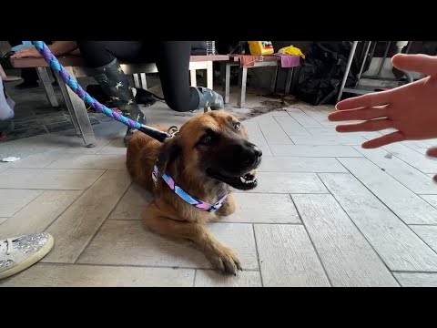 Saving animals after Hualien floods – YouTube
